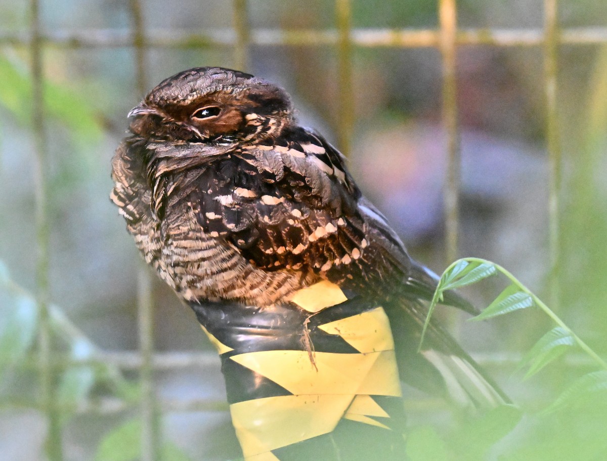 Large-tailed Nightjar - ML643226354