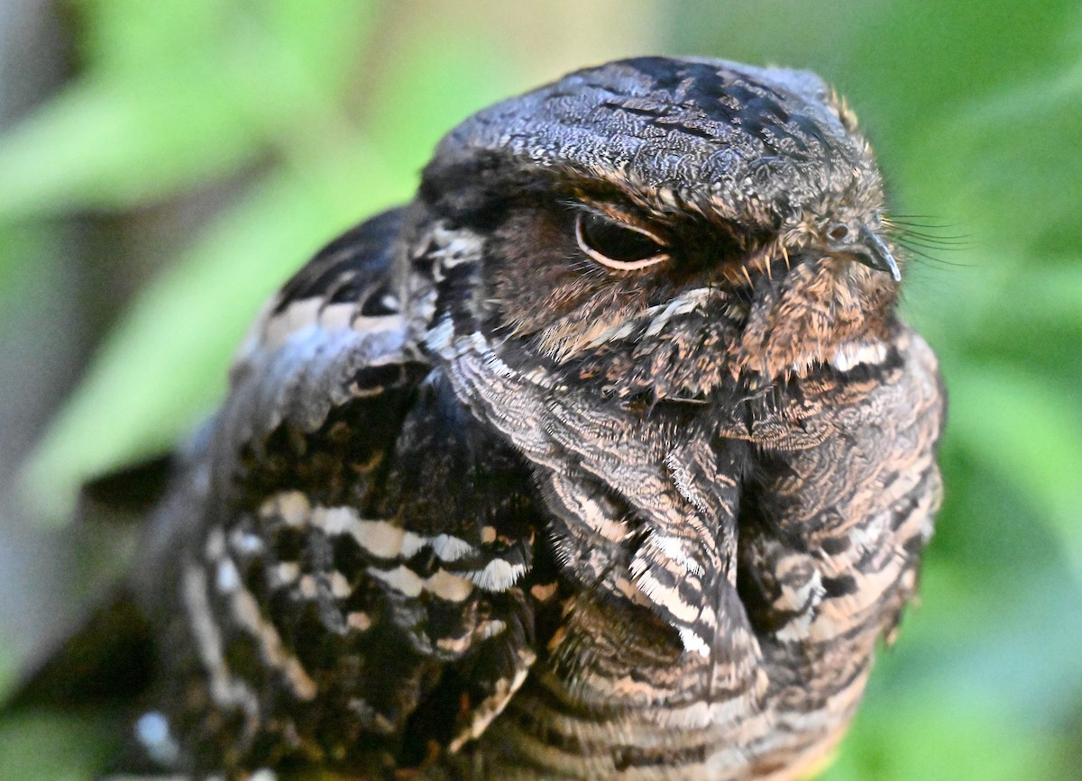 Large-tailed Nightjar - ML643226355