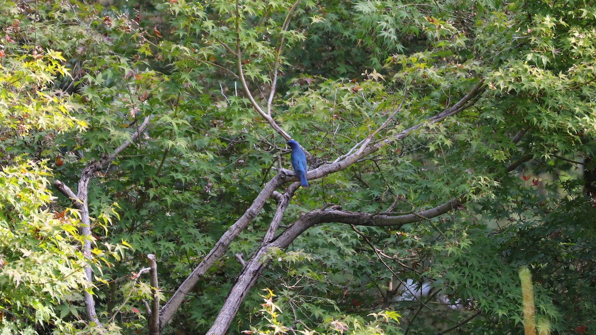 Blue-and-white Flycatcher - ML643226361