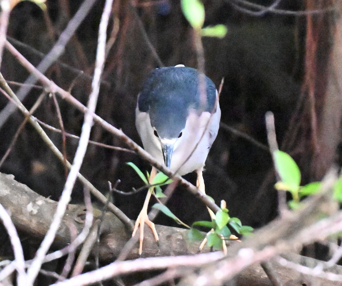 Black-crowned Night Heron - ML643226367