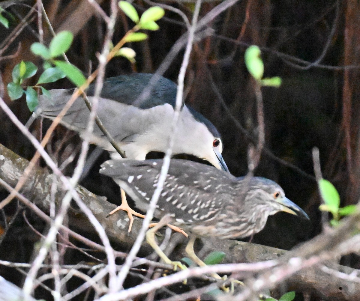 Black-crowned Night Heron - ML643226368