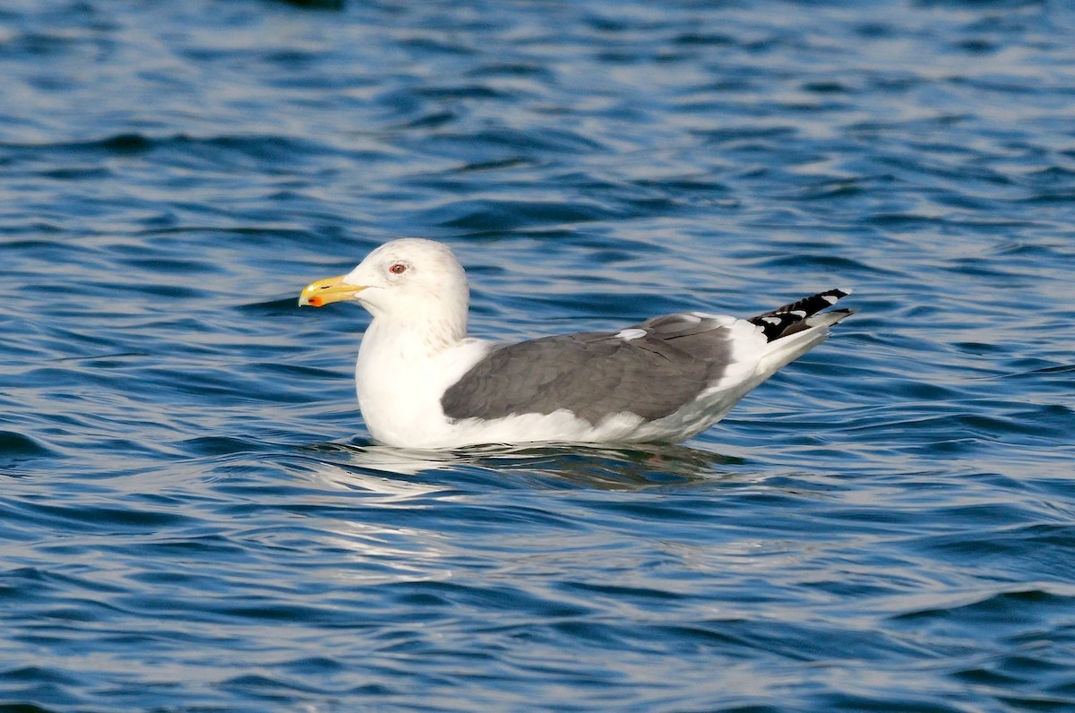 Gaviota de Kamchatka - ML643226371