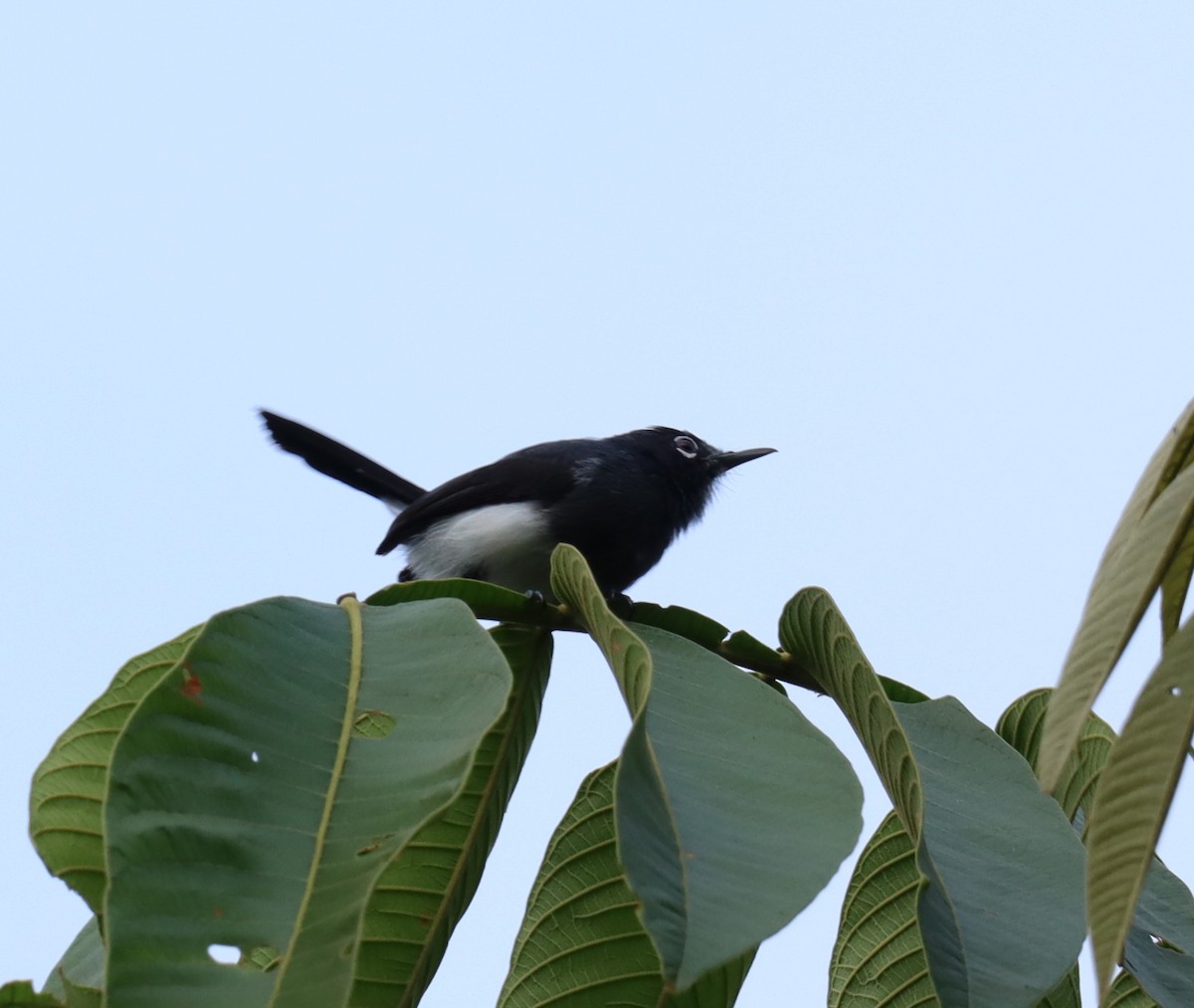 Slate-throated Gnatcatcher - ML643226372