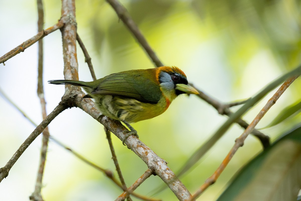 Red-headed Barbet - ML643226391