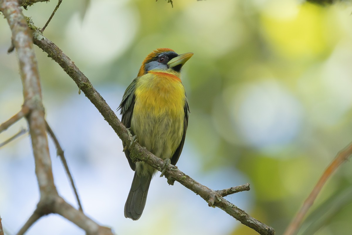 Red-headed Barbet - ML643226392