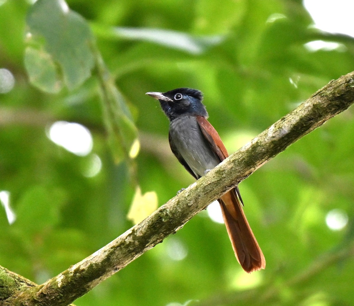 アムールサンコウチョウ - ML643226402