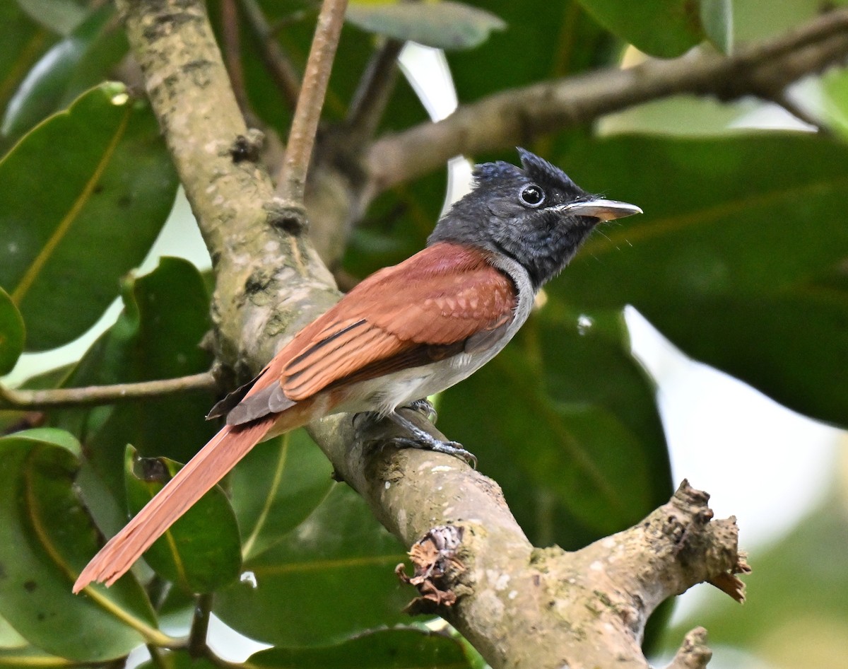 アムールサンコウチョウ - ML643226405