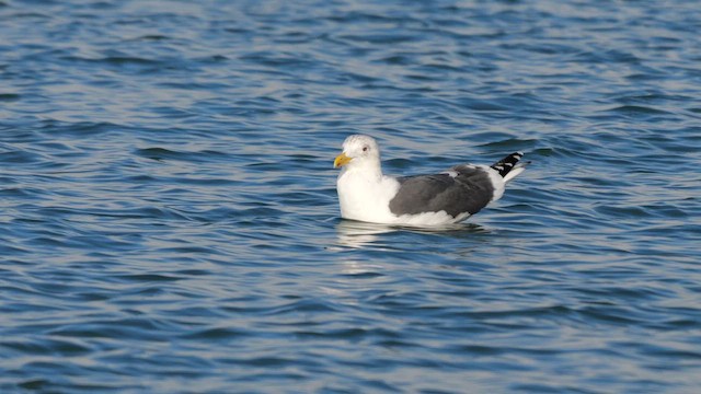 Gaviota de Kamchatka - ML643226409