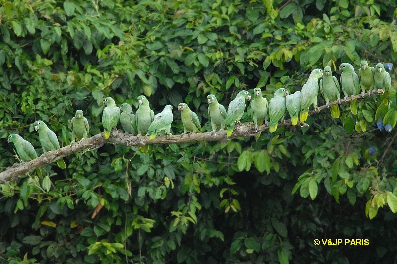 Mealy Amazon - ML643226413