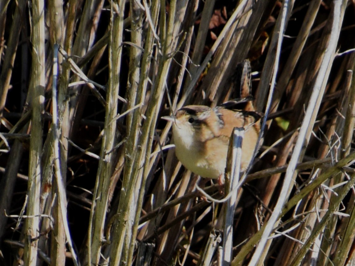 Marsh Wren - ML643226426