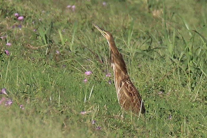 American Bittern - ML643226431