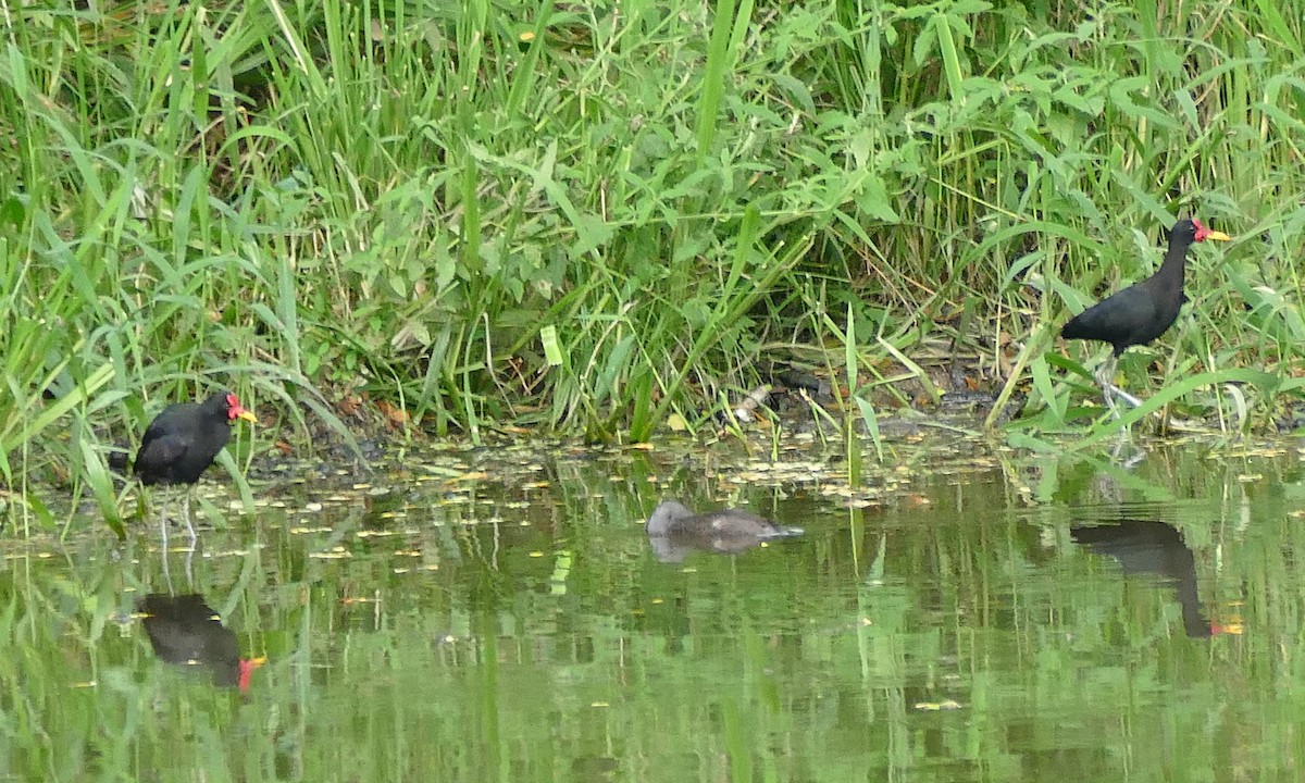 Wattled Jacana - ML643226438
