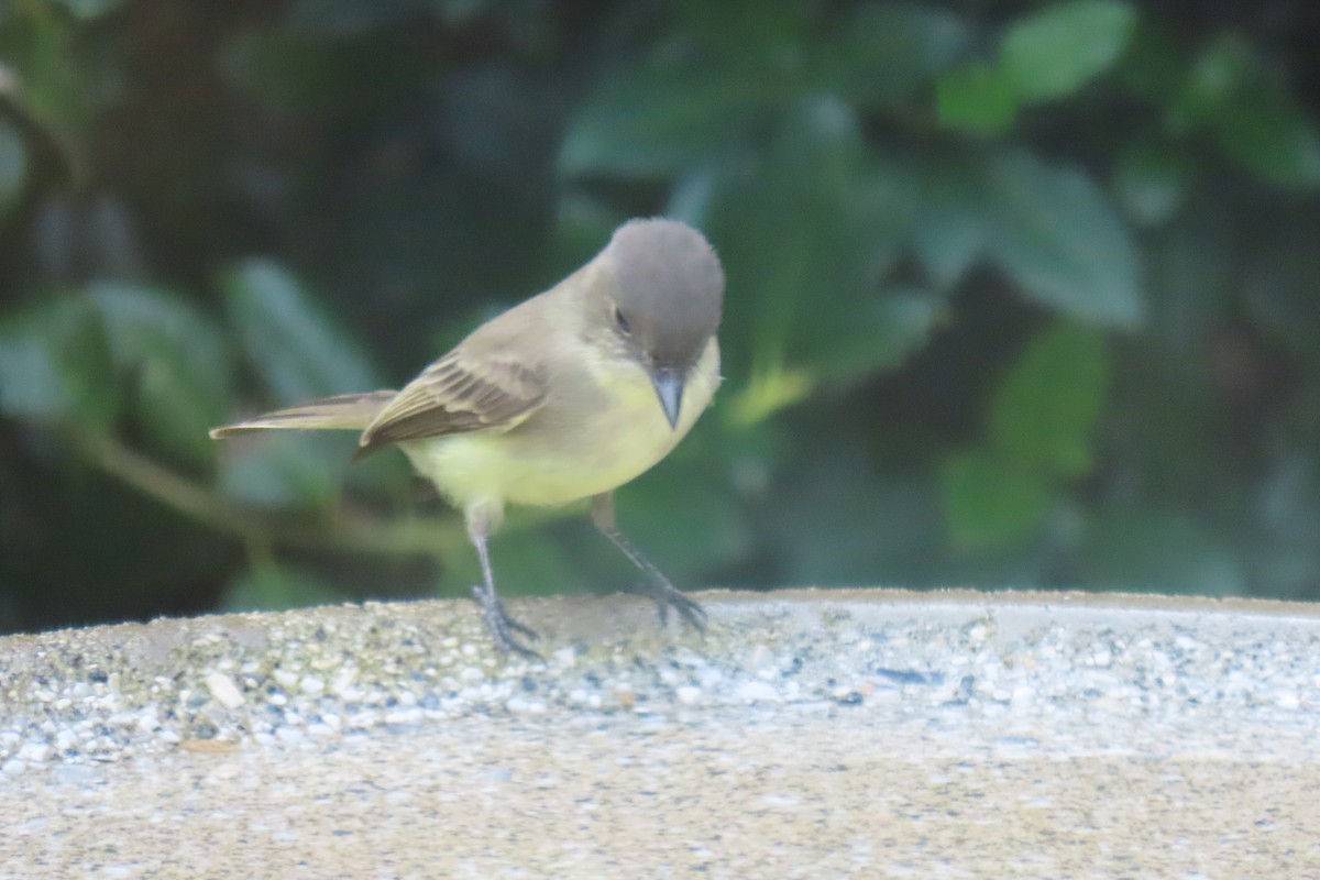 Eastern Phoebe - ML643226448