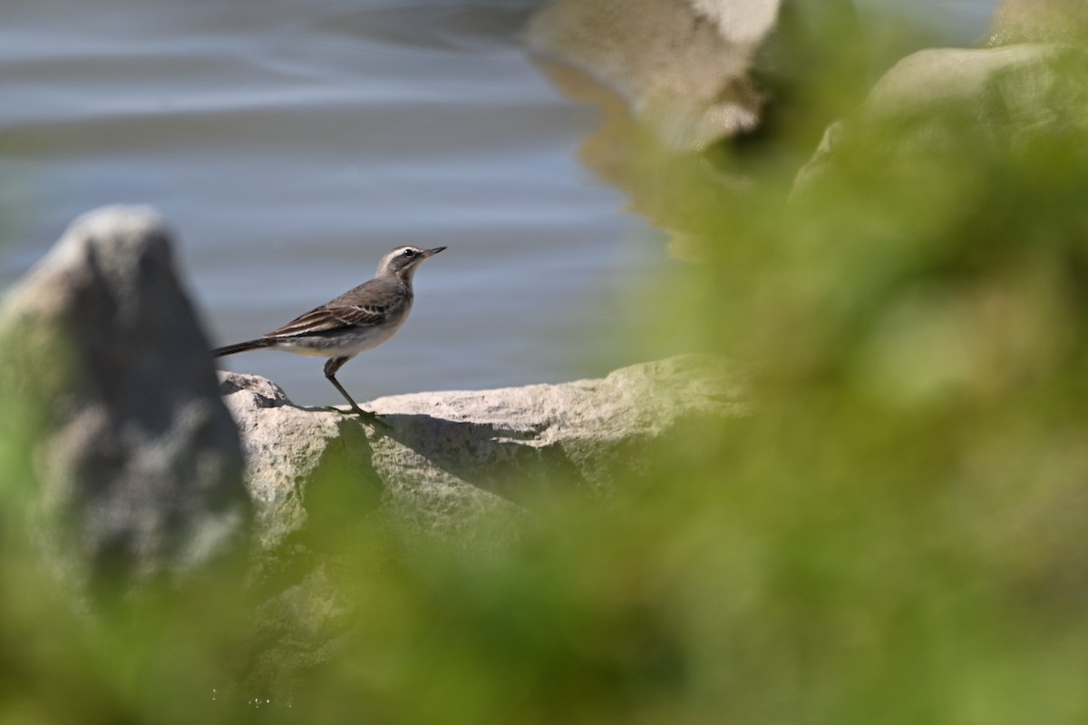 Eastern Yellow Wagtail - ML643226494