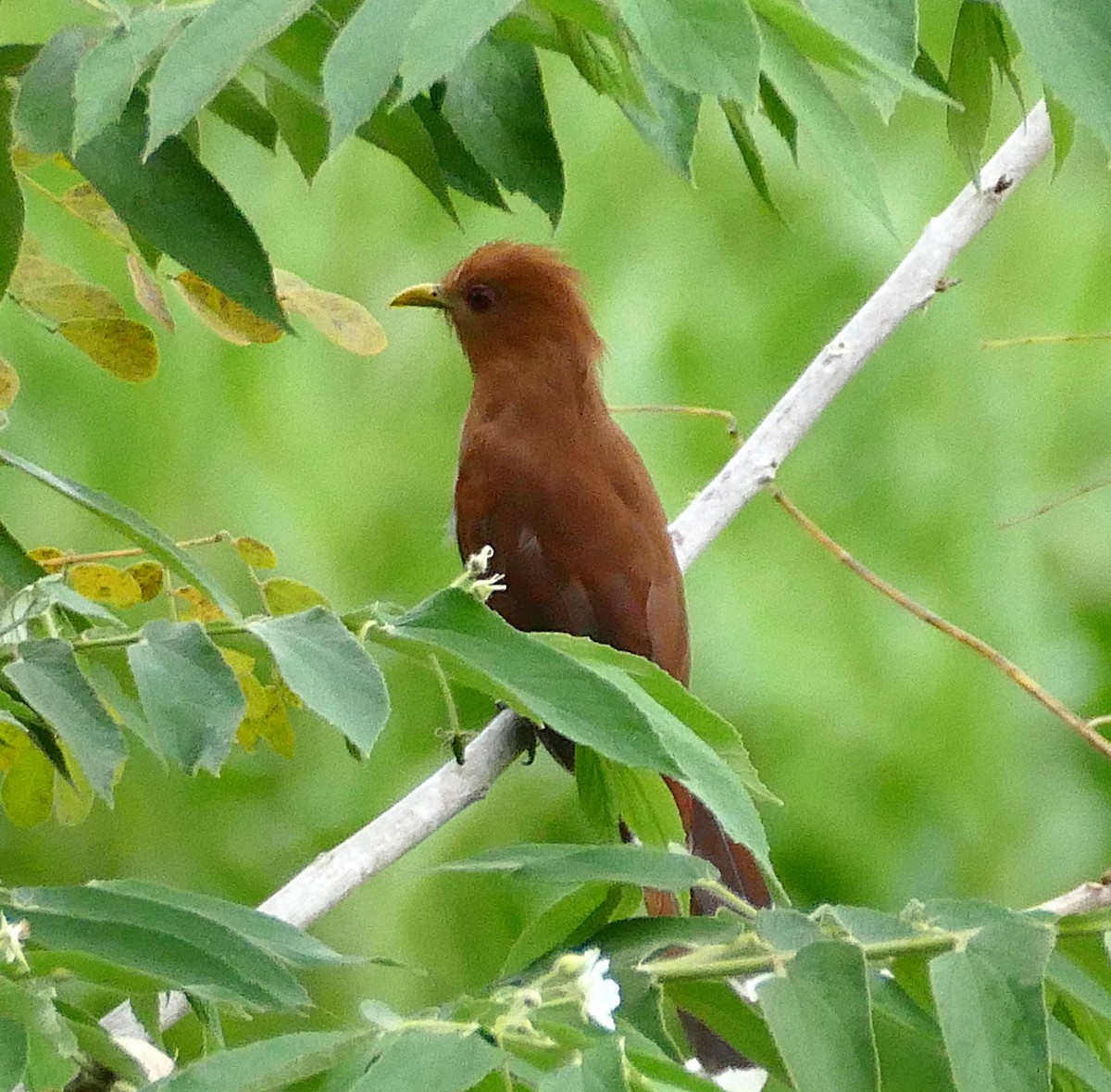 Little Cuckoo - ML643226495