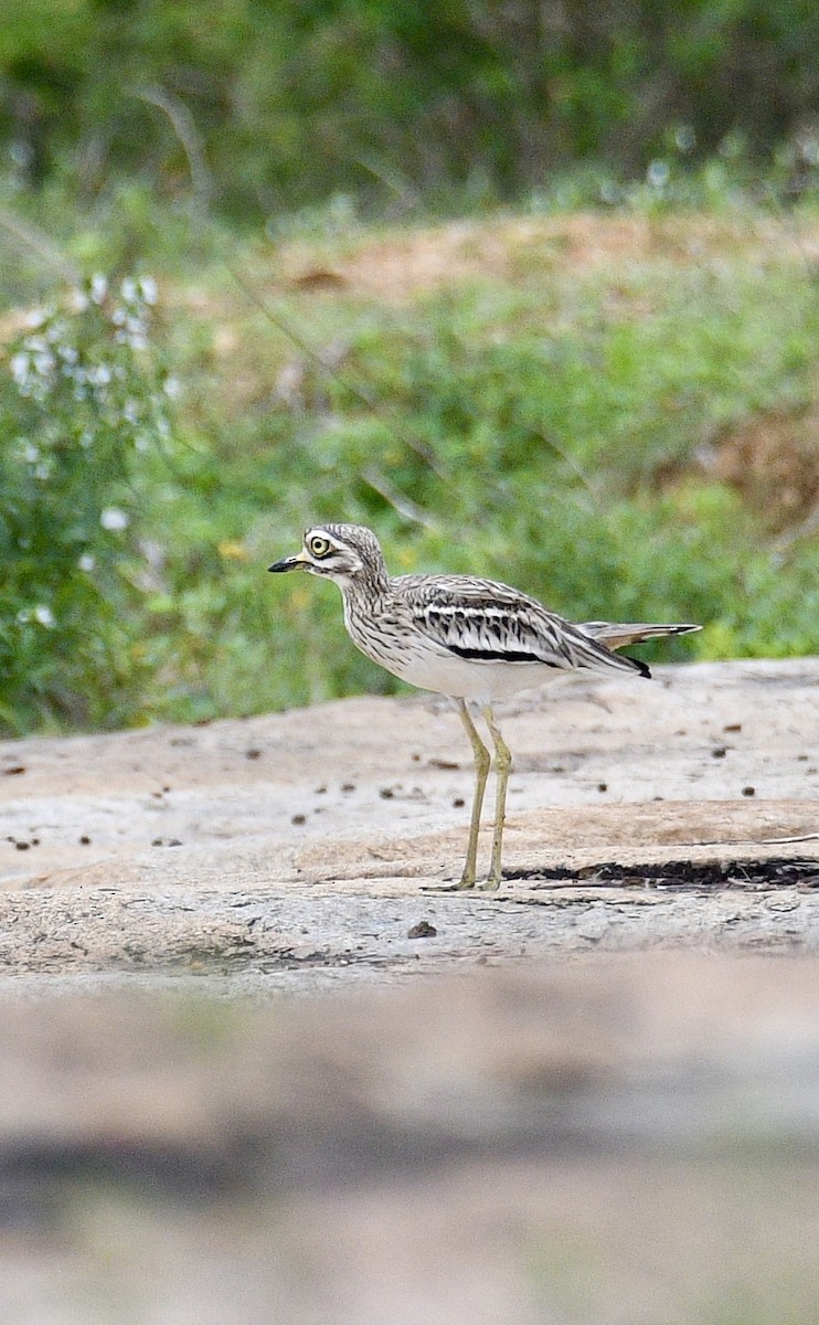 Indian Thick-knee - ML643226548