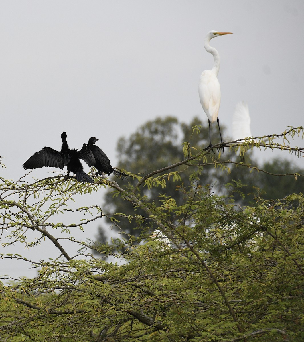 Great Egret - ML643226576