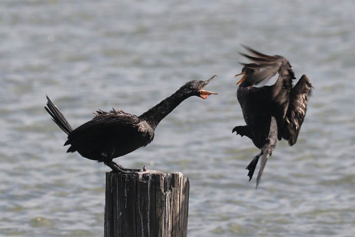Neotropic Cormorant - ML643226584