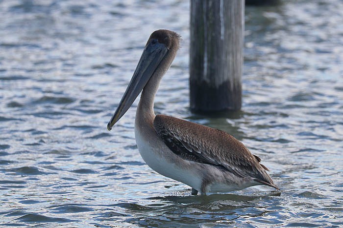 Brown Pelican - ML643226593