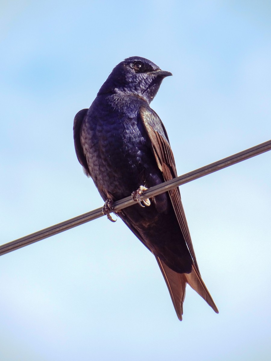Southern Martin - ML643226594