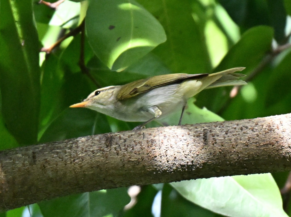 Eastern Crowned Warbler - ML643226596