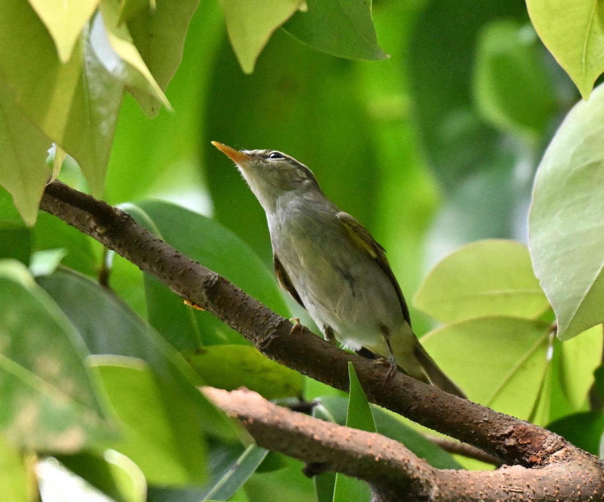 Eastern Crowned Warbler - ML643226597