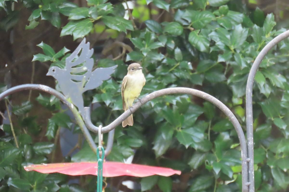 Eastern Phoebe - ML643226601