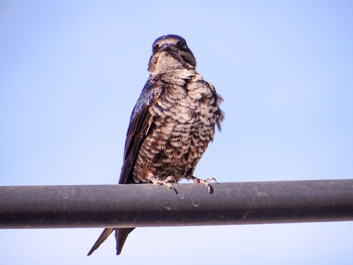 Southern Martin - ML643226604