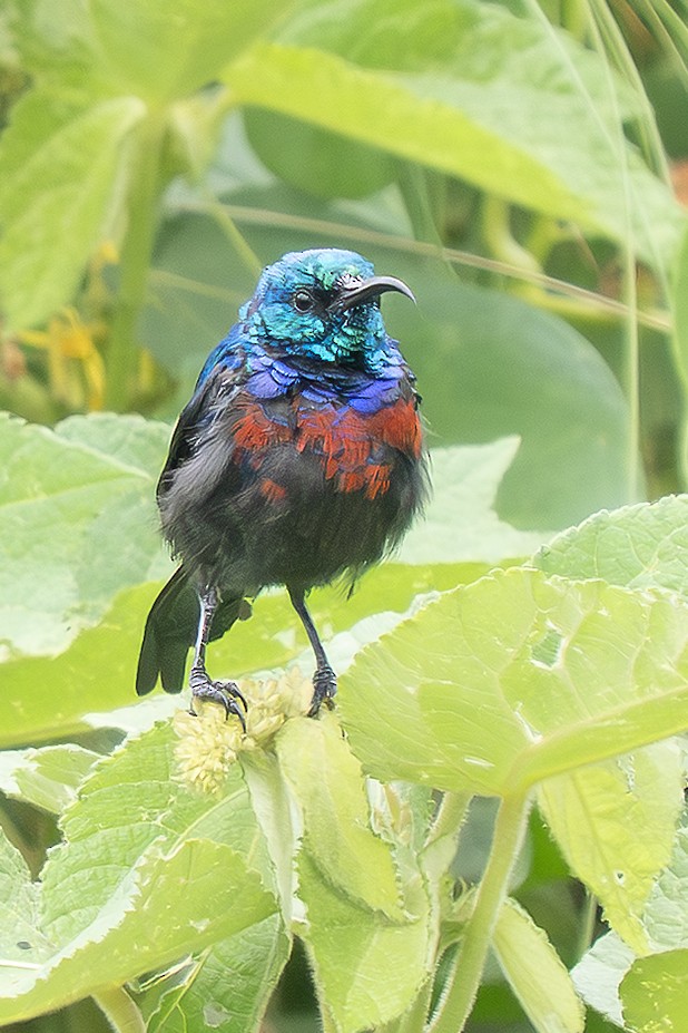 Schmucknektarvogel - ML643226634