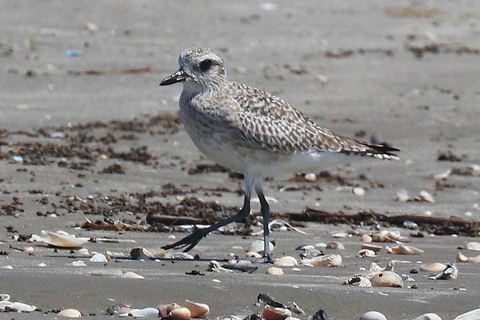 Black-bellied Plover - ML643226635