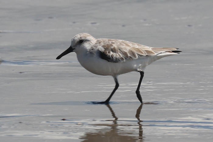 Sanderling - ML643226649