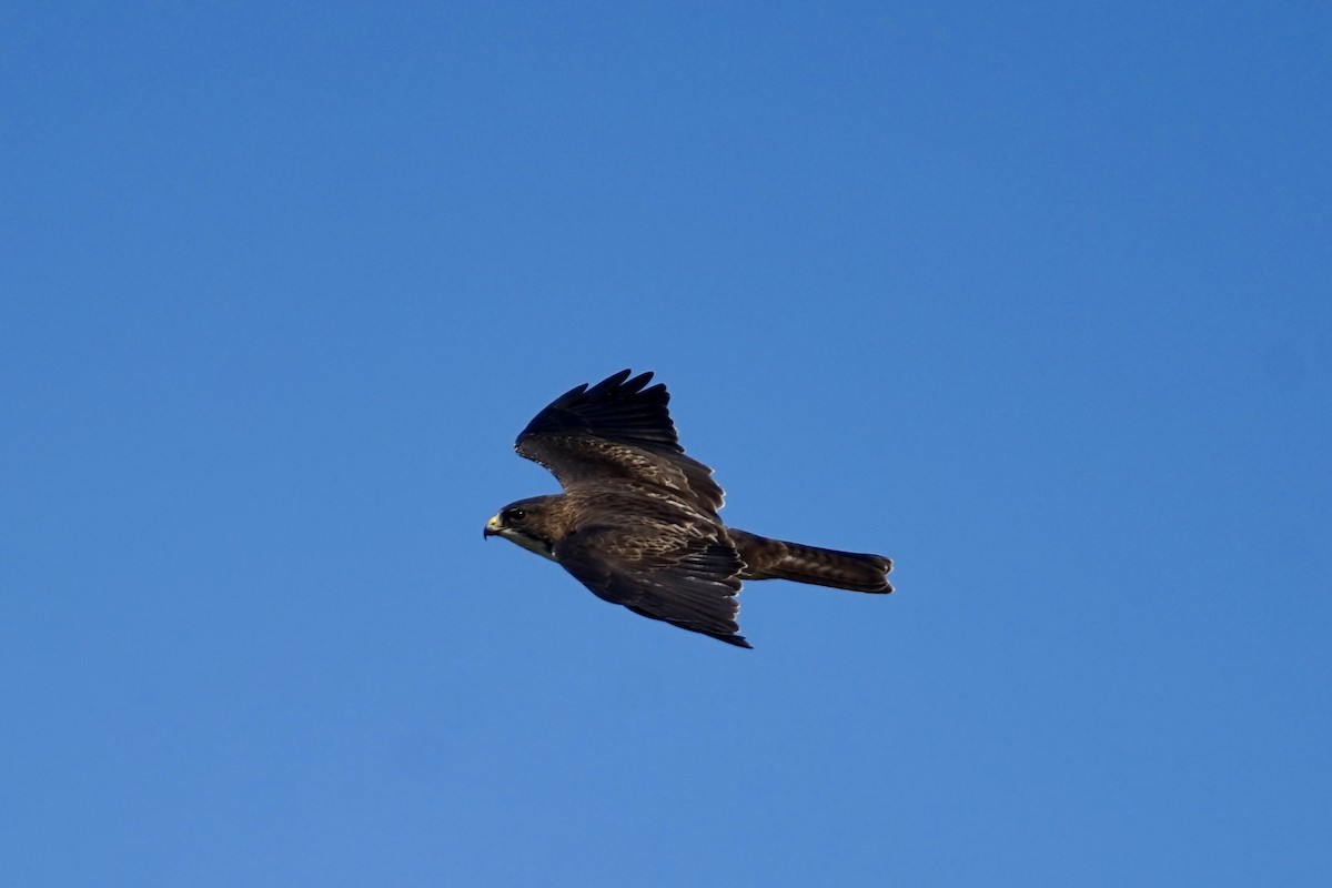 Weißkehlbussard - ML643226656