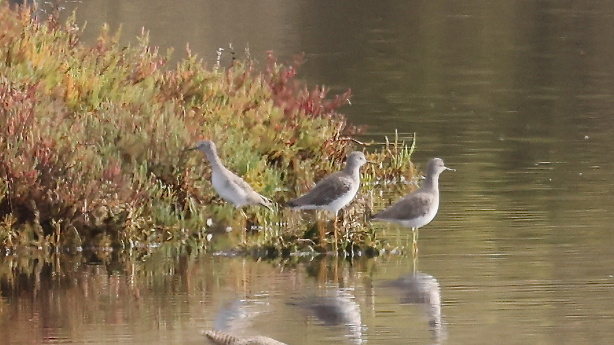 Lesser Yellowlegs - ML643226665