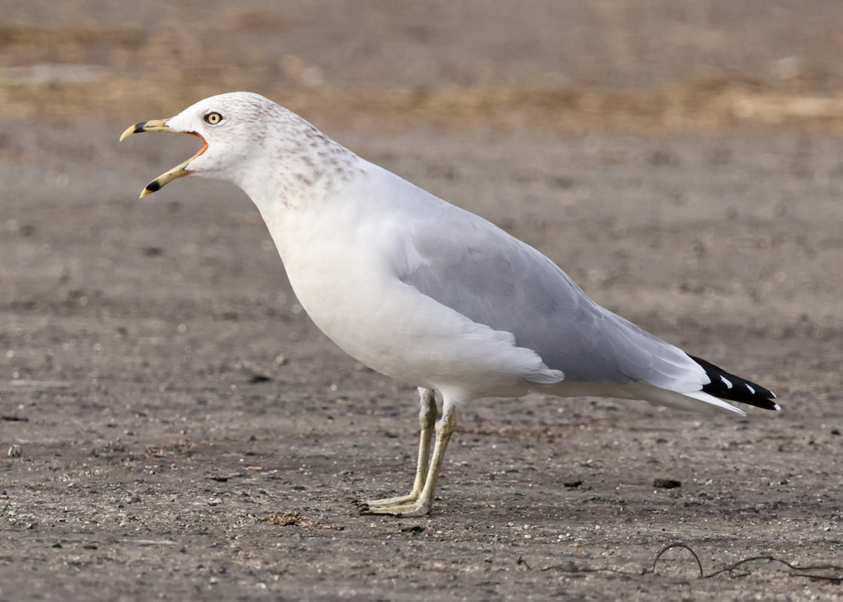 Ring-billed Gull - ML643226667