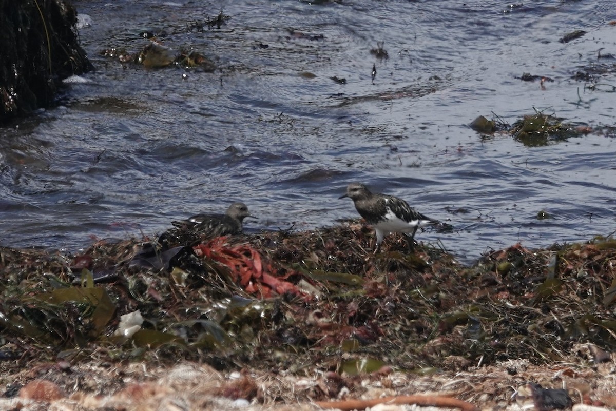 Black Turnstone - ML643226669