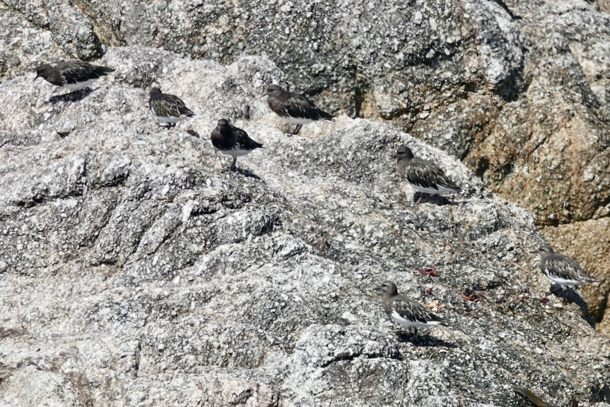 Black Turnstone - ML643226670