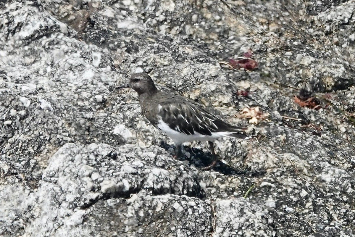 Black Turnstone - ML643226671