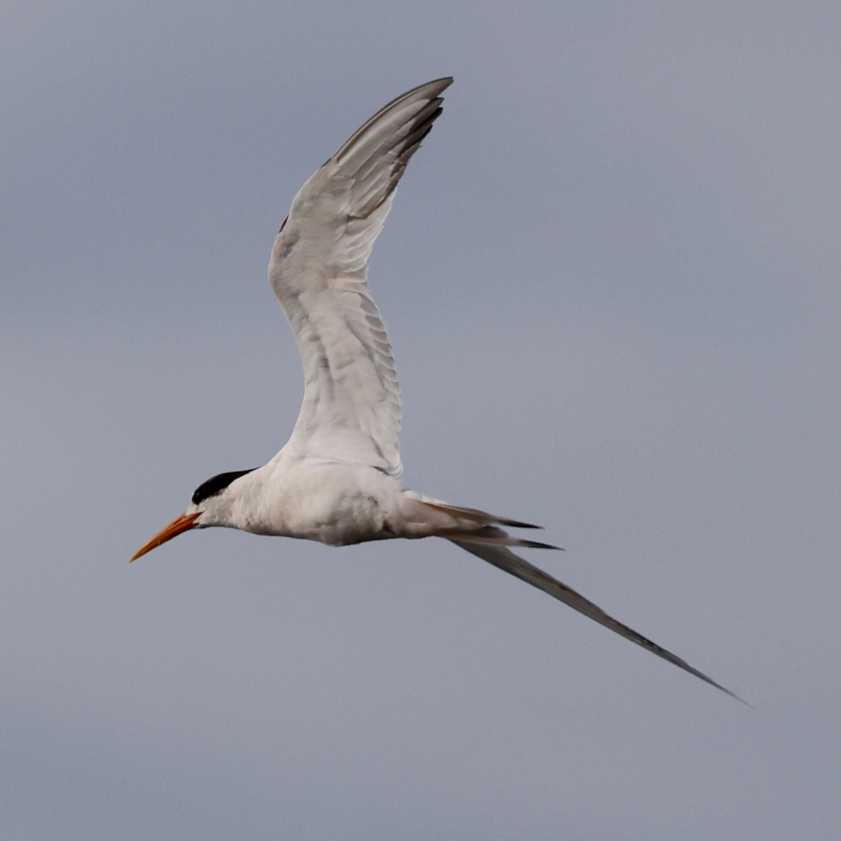 Elegant Tern - ML643226674