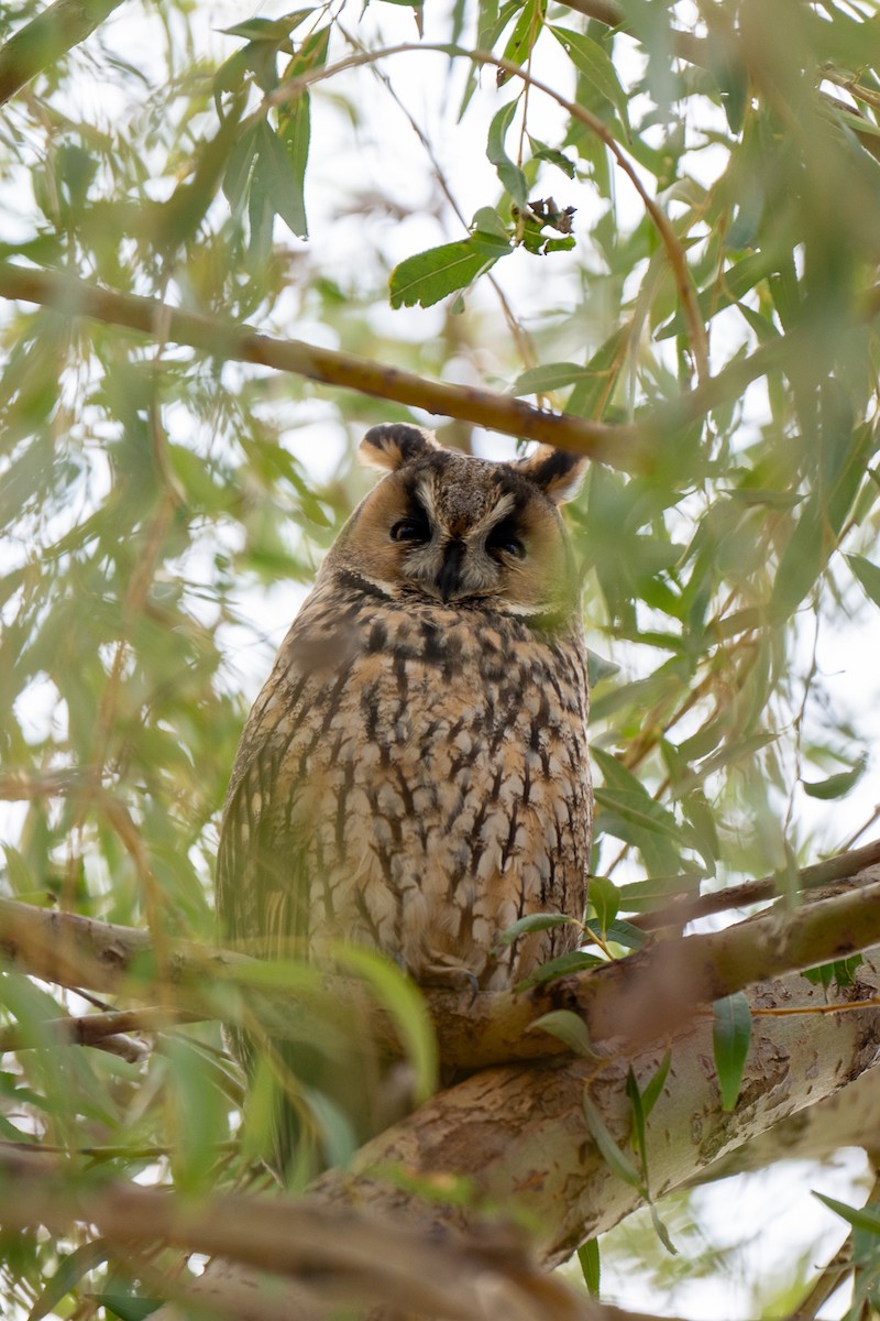 Long-eared Owl - ML643226690