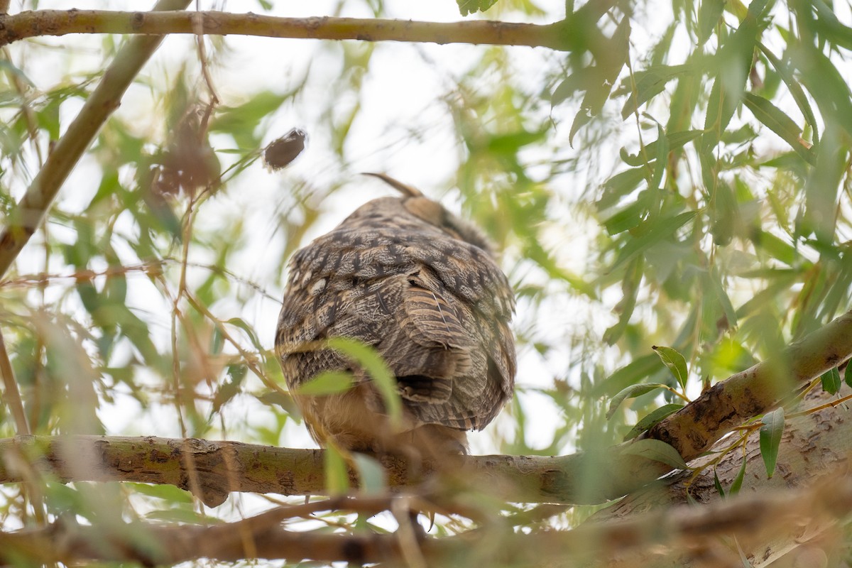 Long-eared Owl - ML643226691