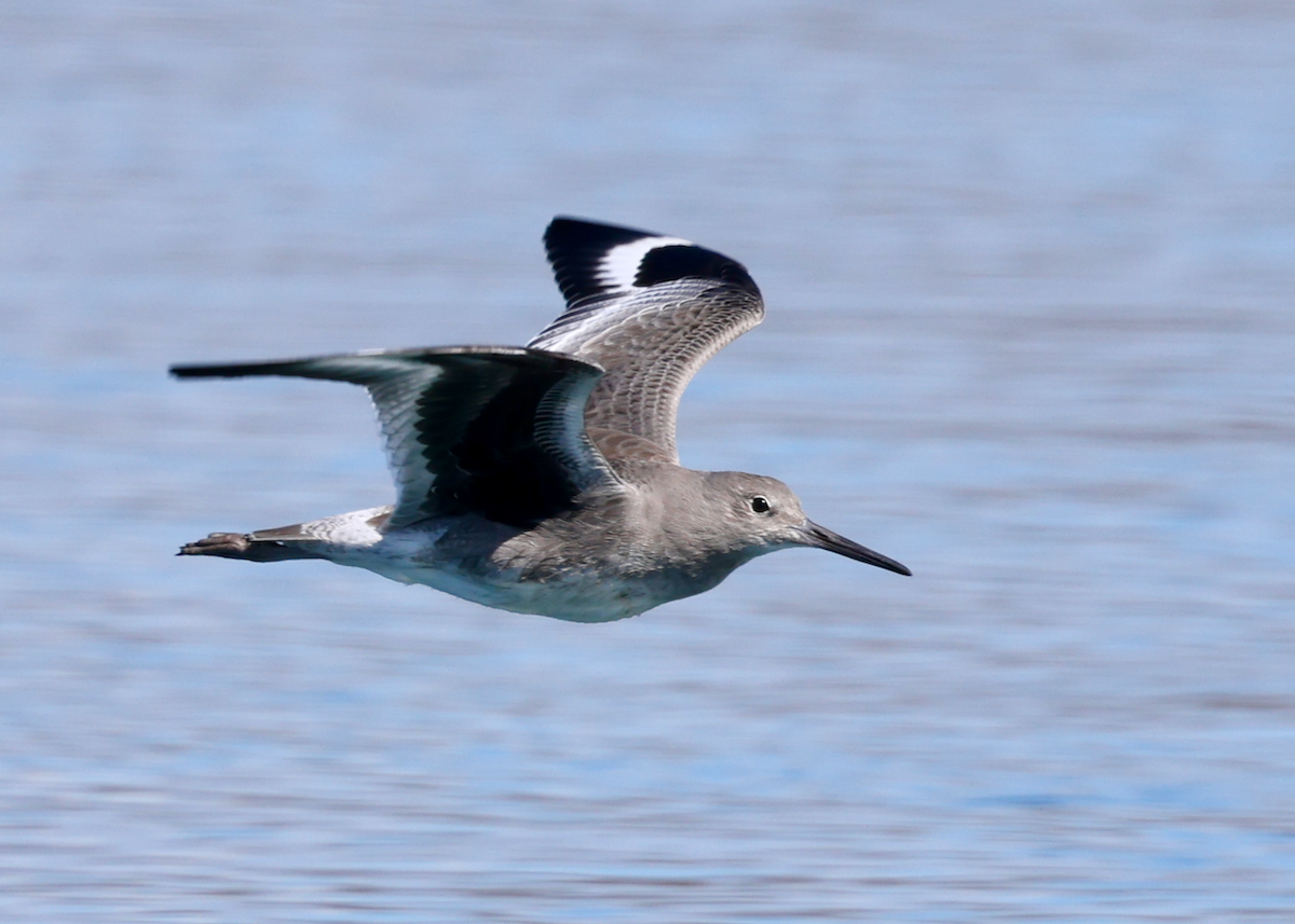 Коловодник американський (підвид inornata) - ML643226727