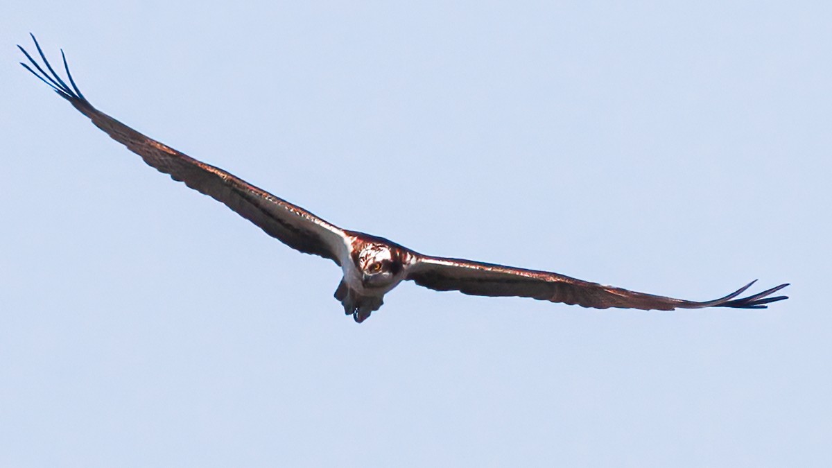 Balbuzard pêcheur - ML643226735