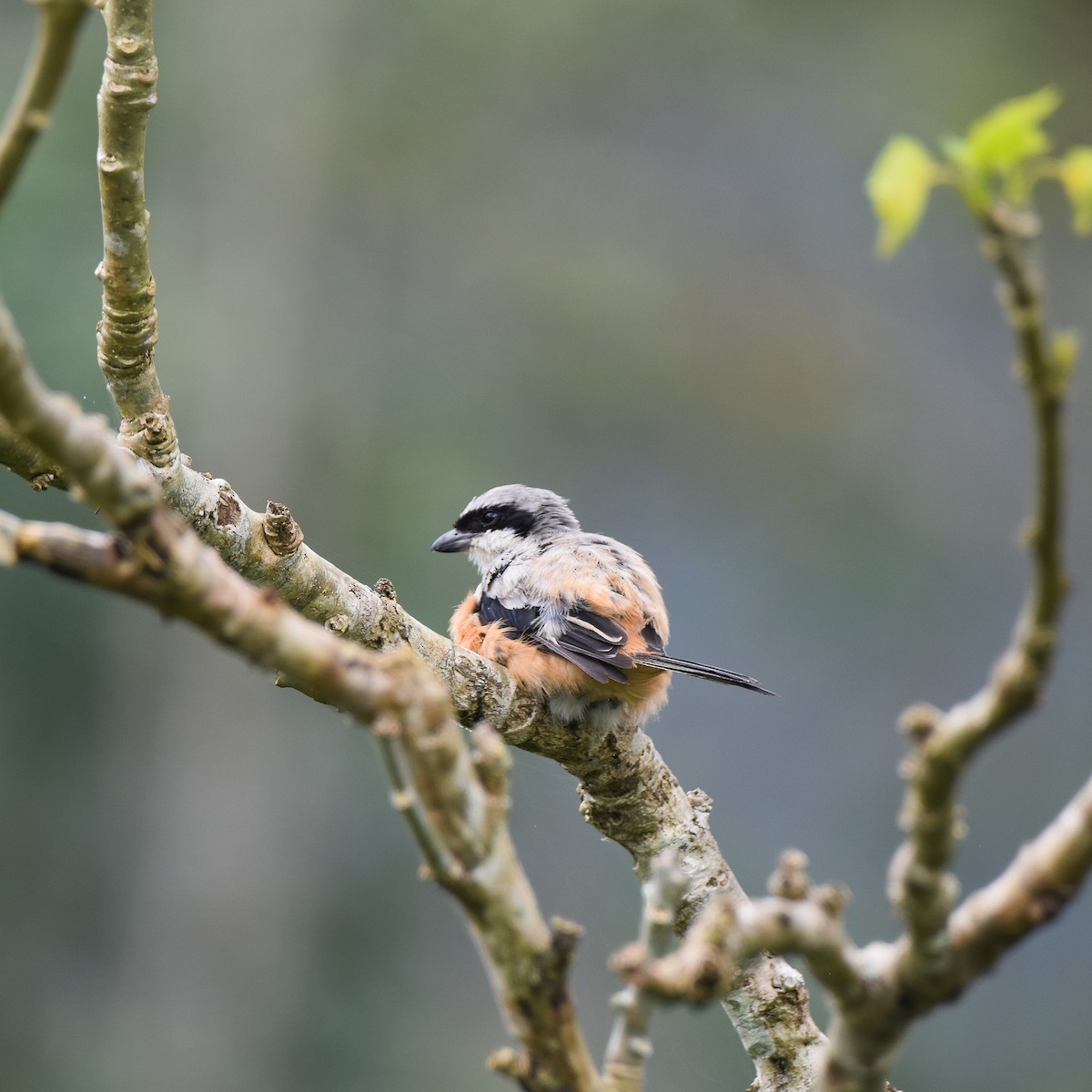 חנקן חלוד-גב - ML643226736