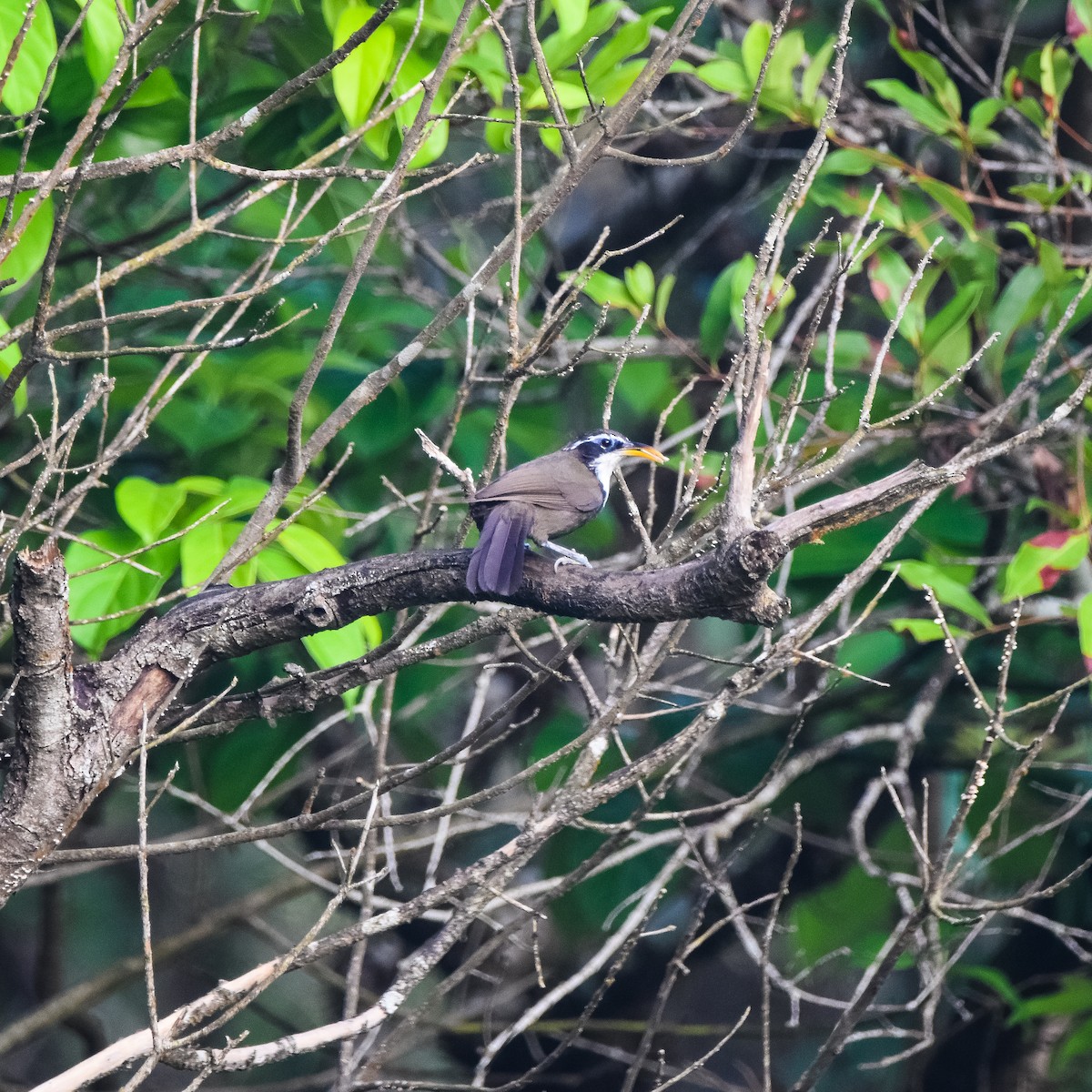 Indian Scimitar-Babbler - ML643226740