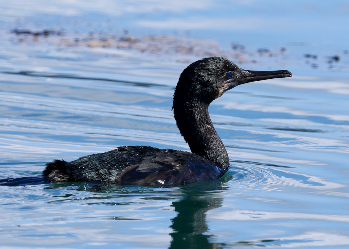 Cormoran de Brandt - ML643226750