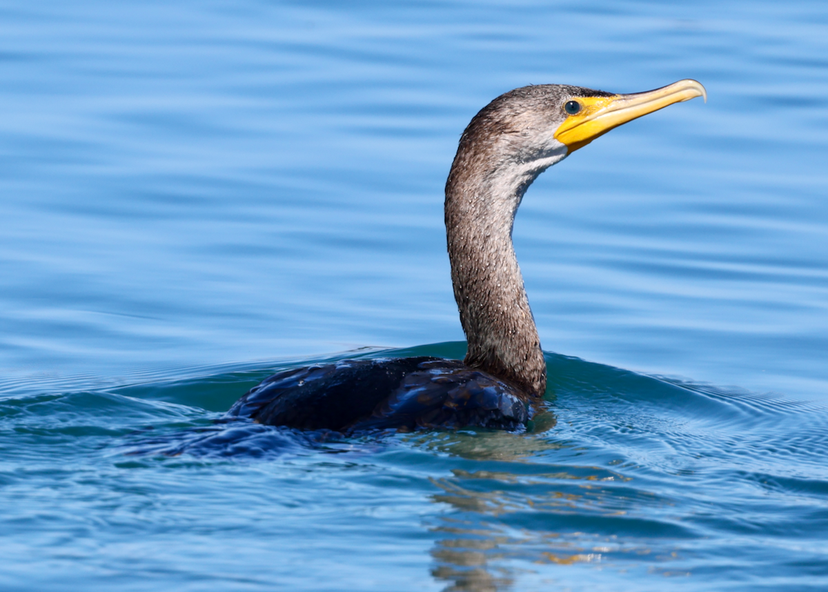 Cormoran à aigrettes - ML643226751