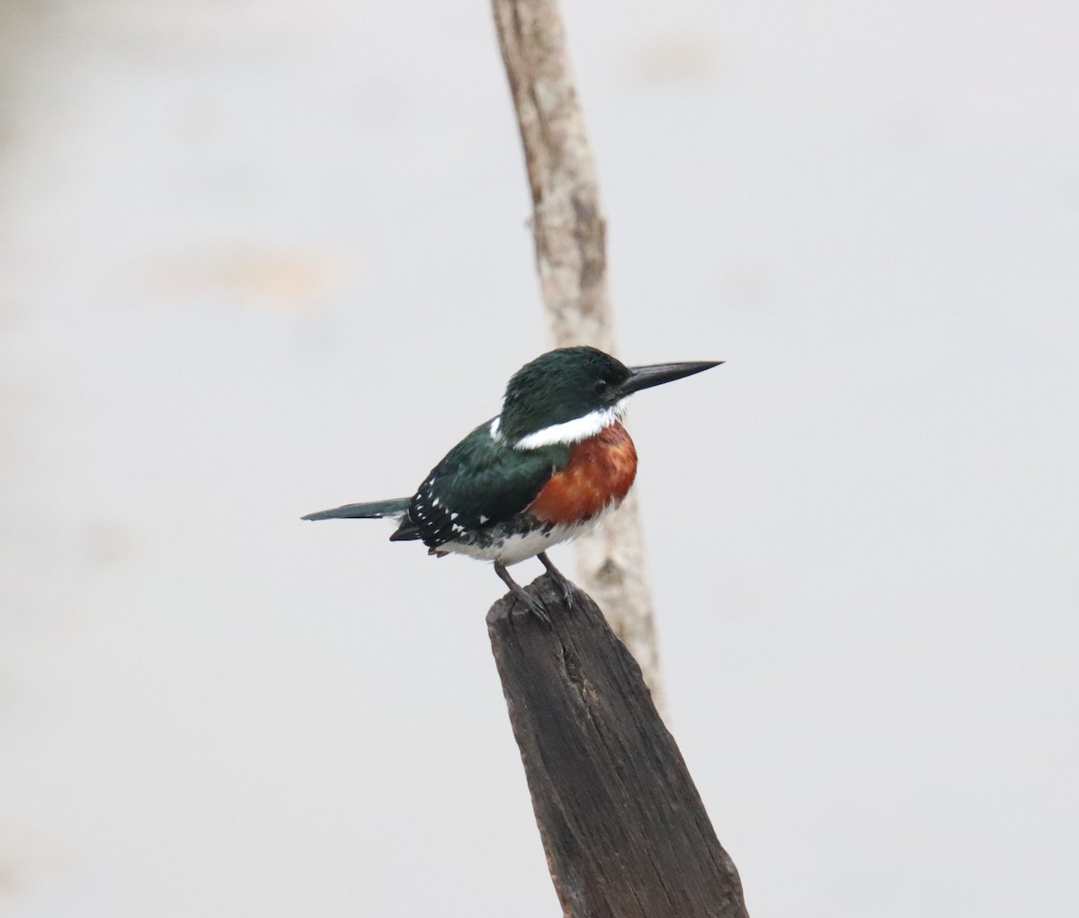 Martin-pêcheur vert - ML643226761