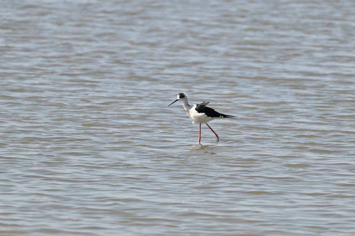 Black-winged Stilt - ML643226768