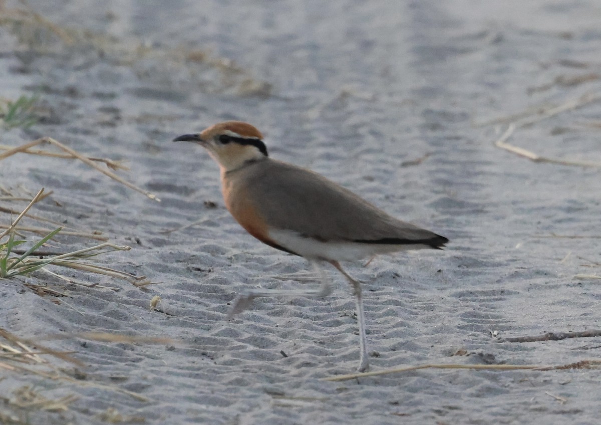 Temminckrennvogel - ML643226772
