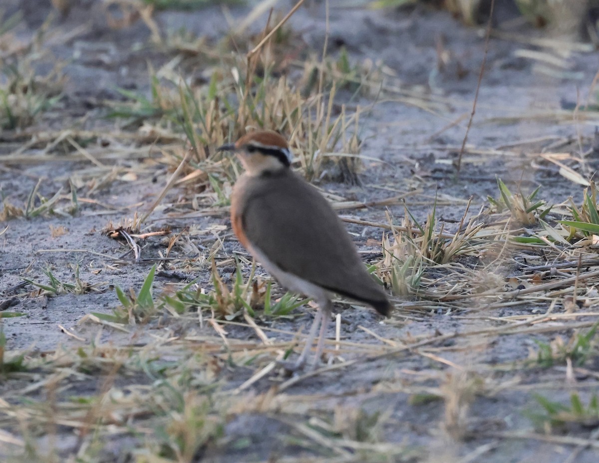 Temminckrennvogel - ML643226773